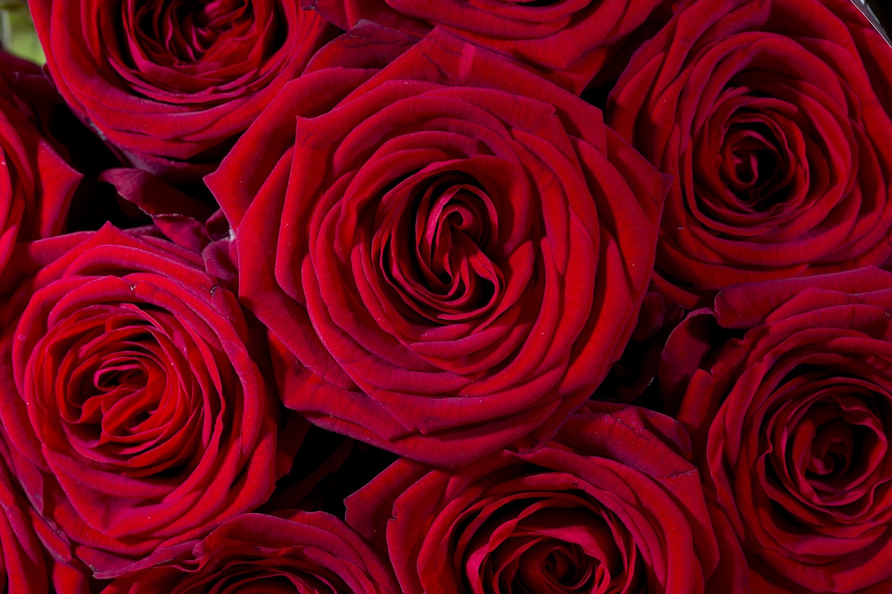 roses flowers red free photo