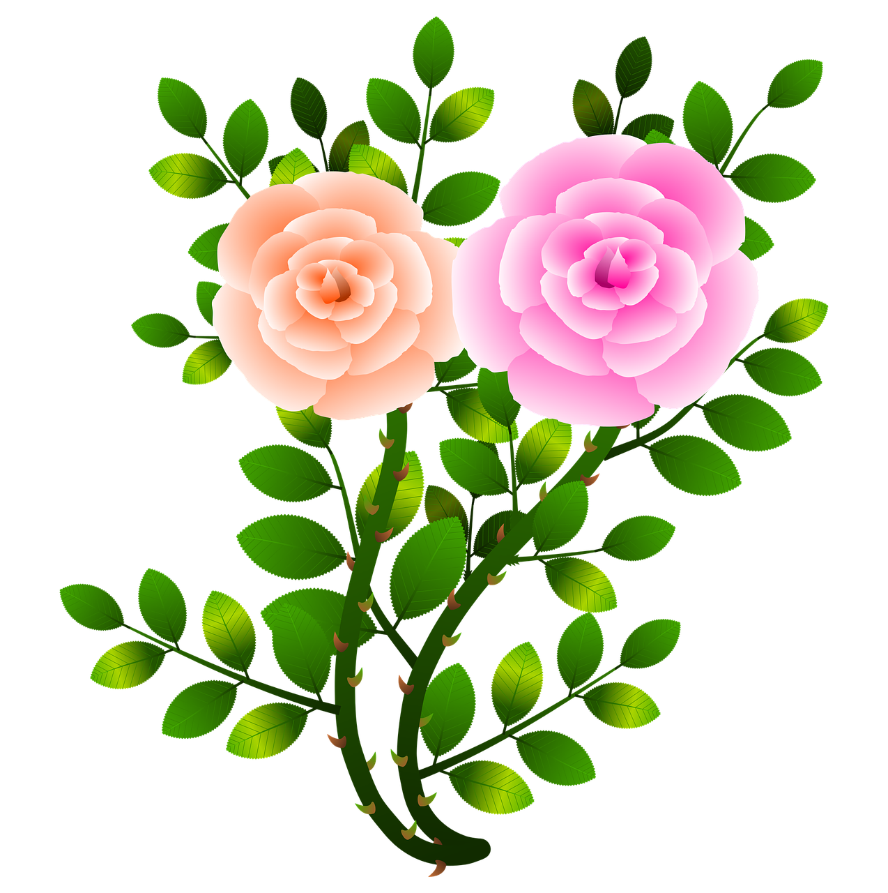 roses flowers floral free photo