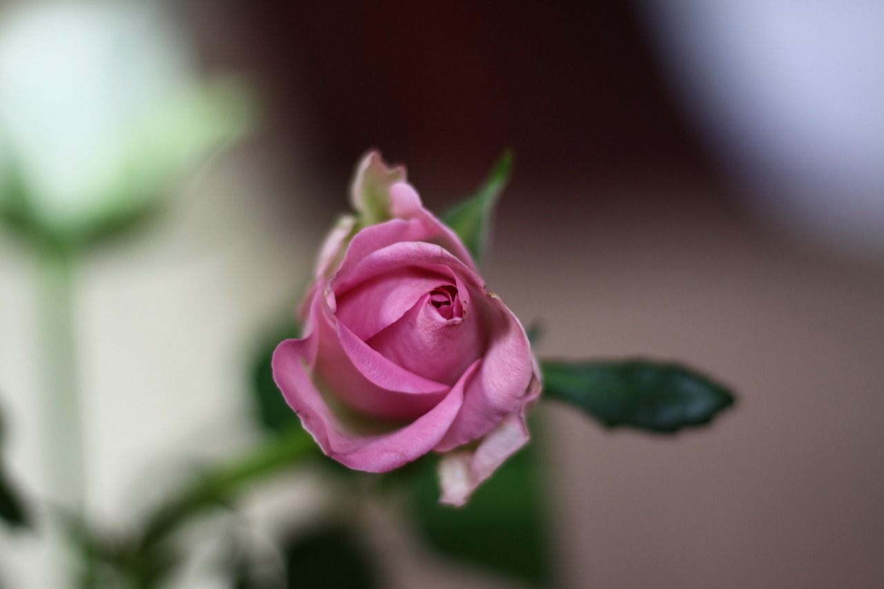 roses flowers pink flowers free photo