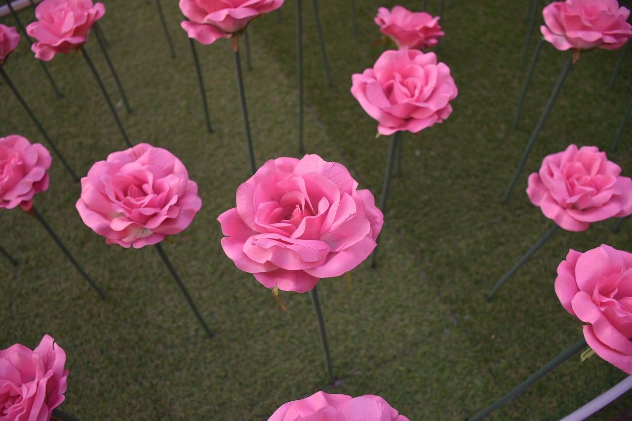 roses plant beijing free photo