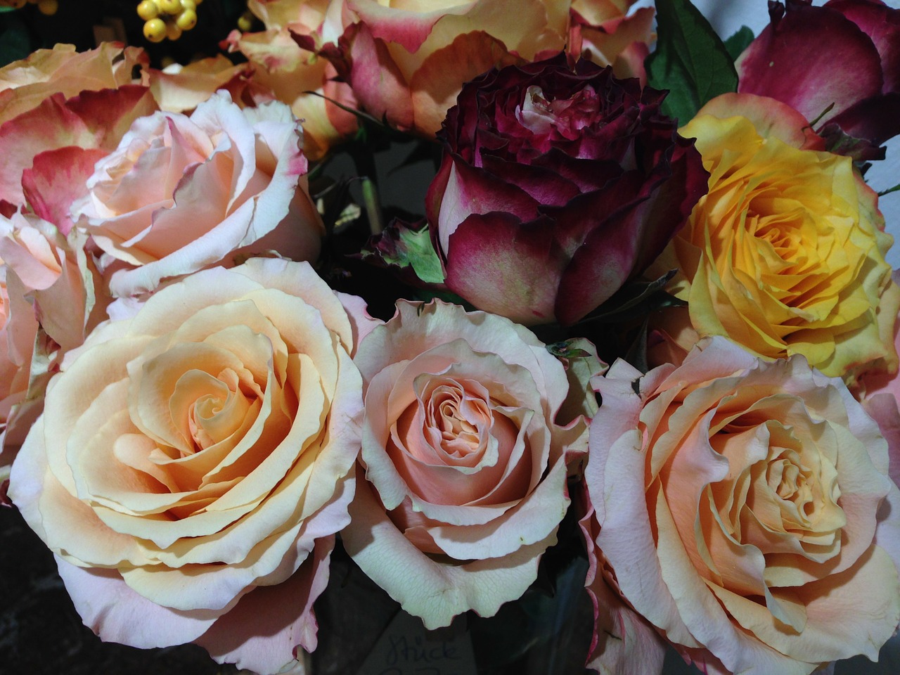 roses diversity colorful free photo