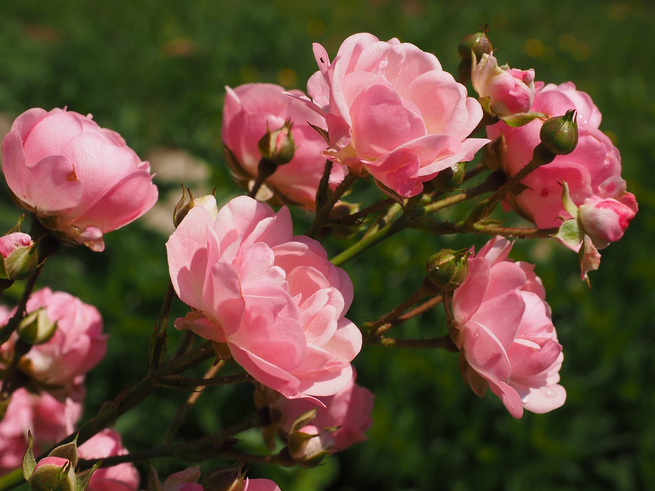 roses rosebush pink free photo