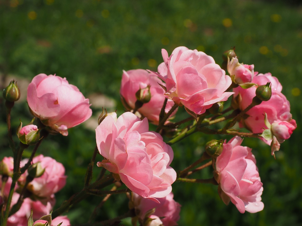 roses rosebush pink free photo