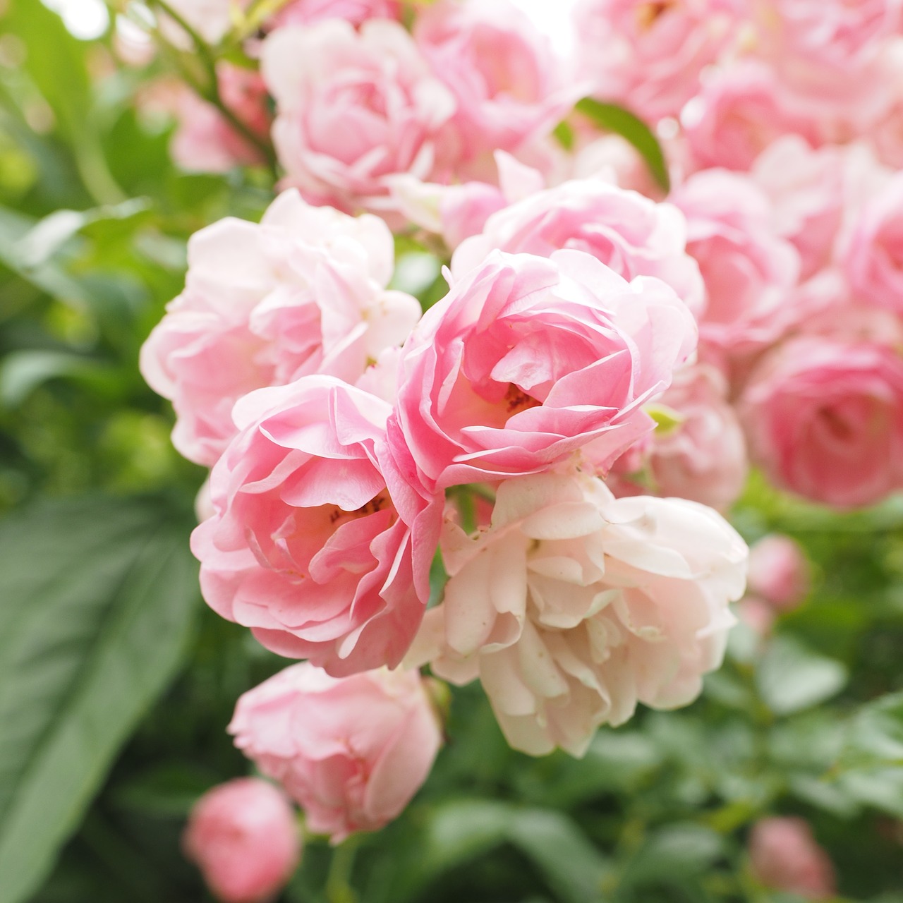 roses pink light pink rosebush free photo