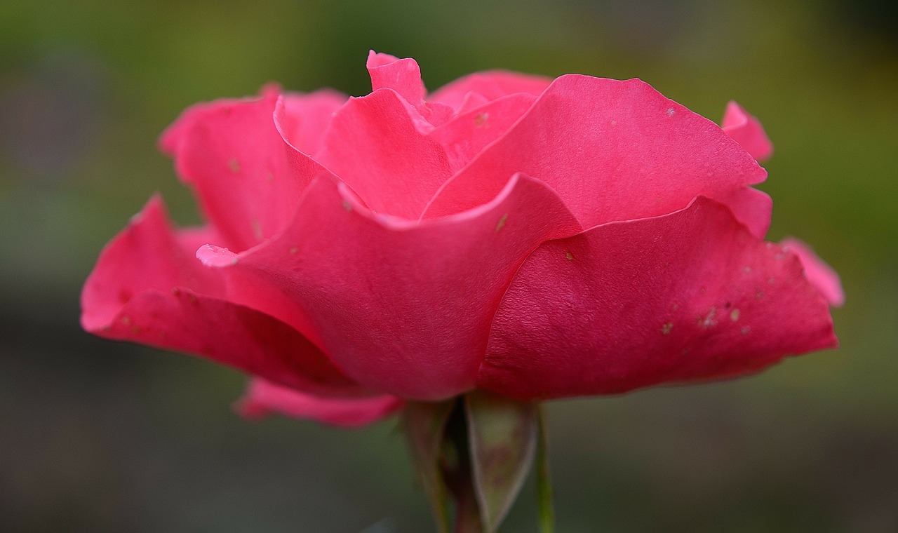 roses flower nature free photo