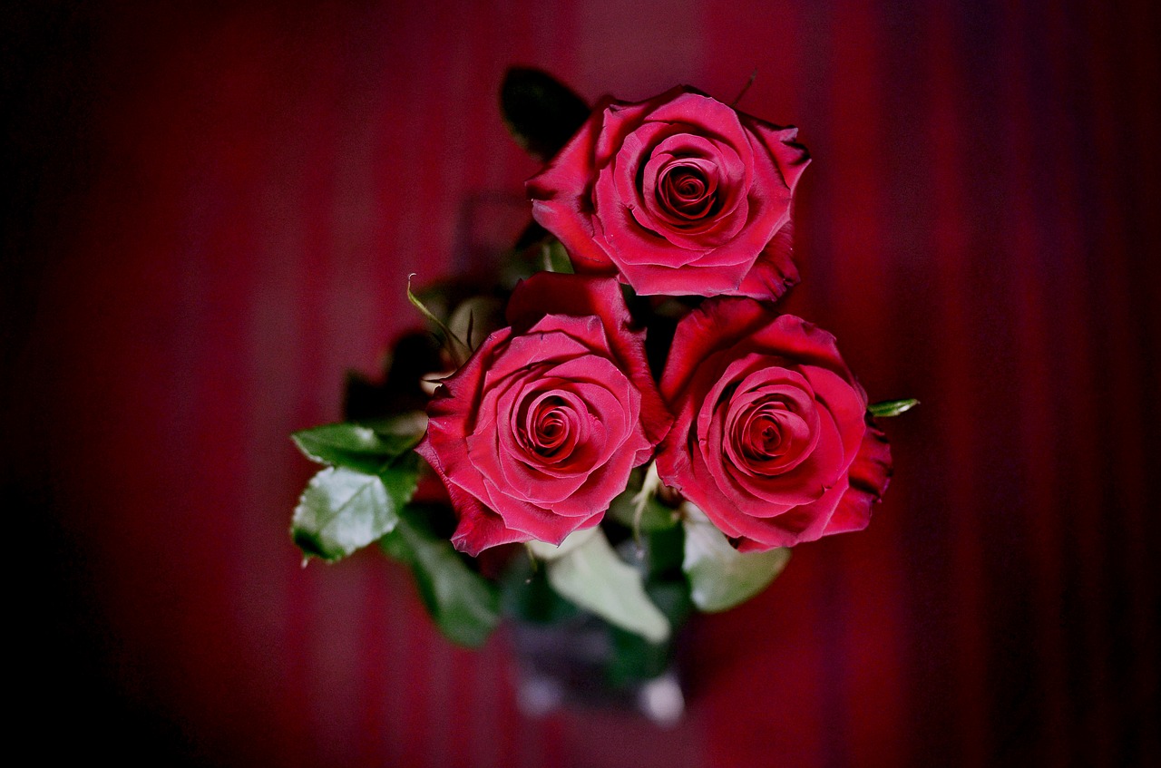 roses red roses bouquet free photo