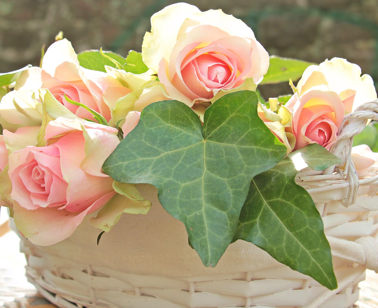 roses noble roses basket free photo