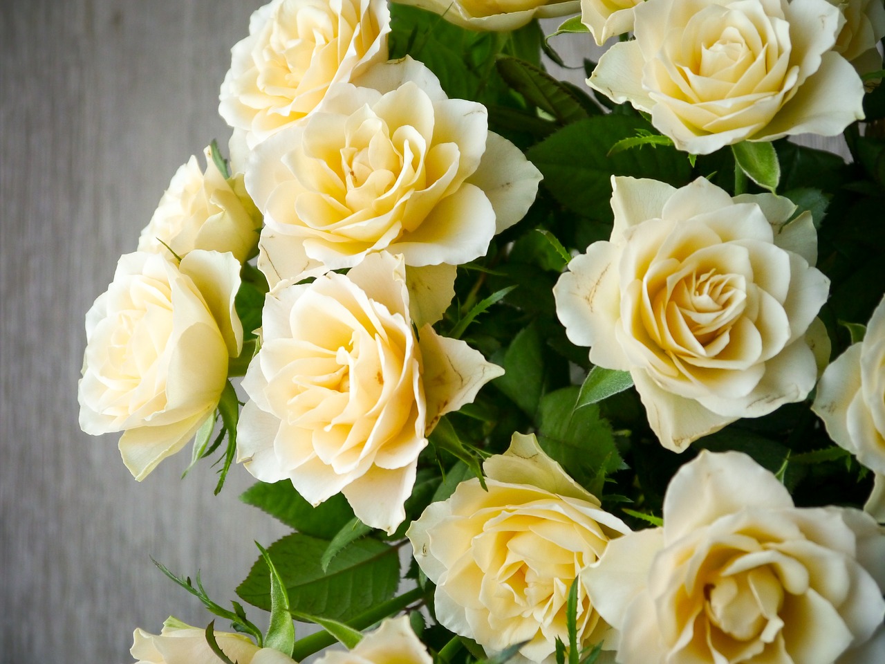 roses bouquet of roses bouquet free photo