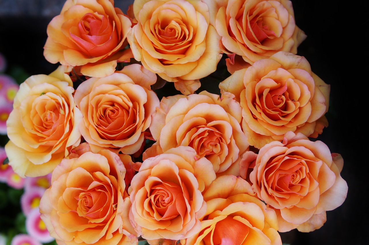 roses bouquet of roses bouquet free photo