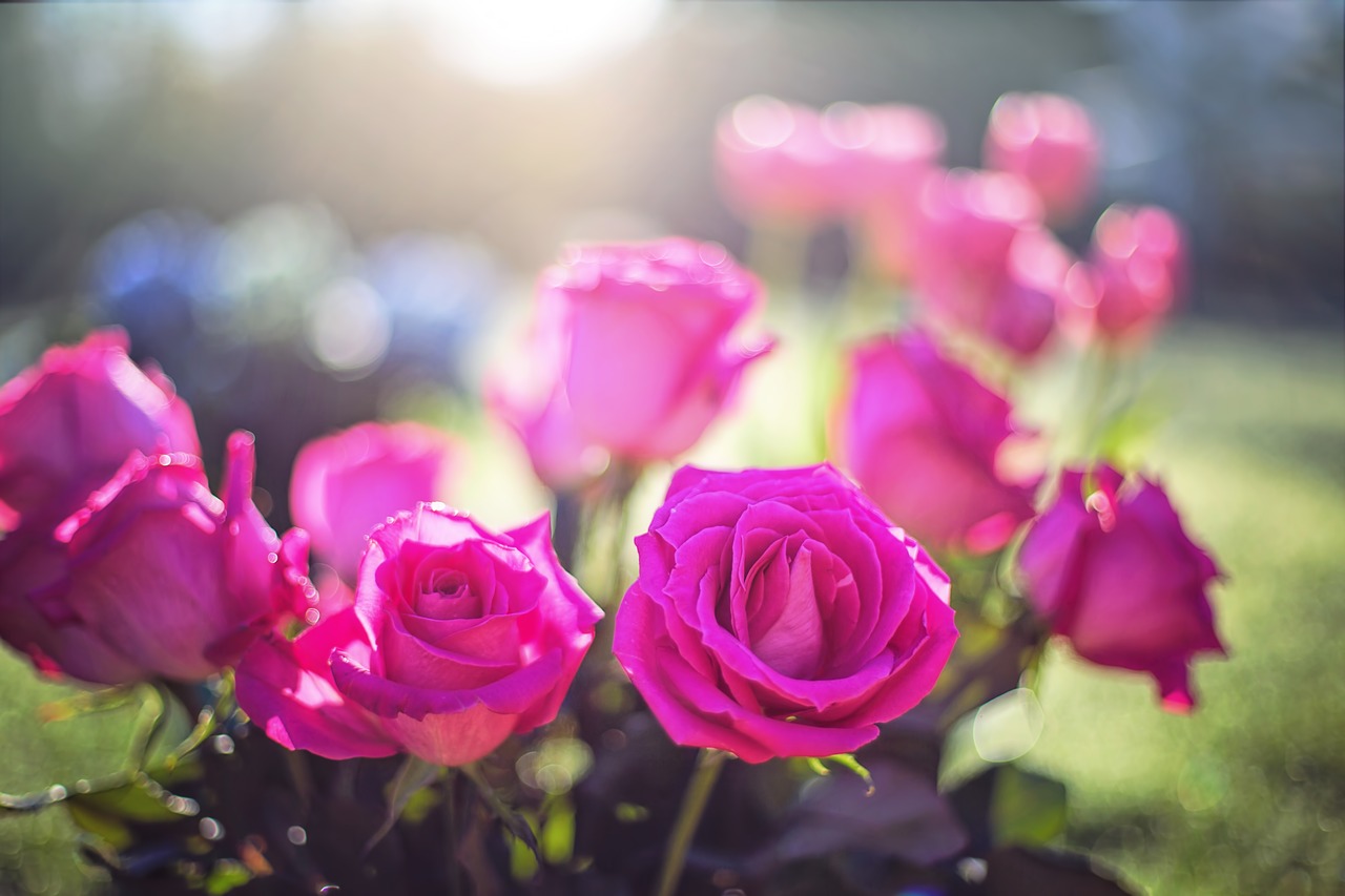 roses pink flowers free photo