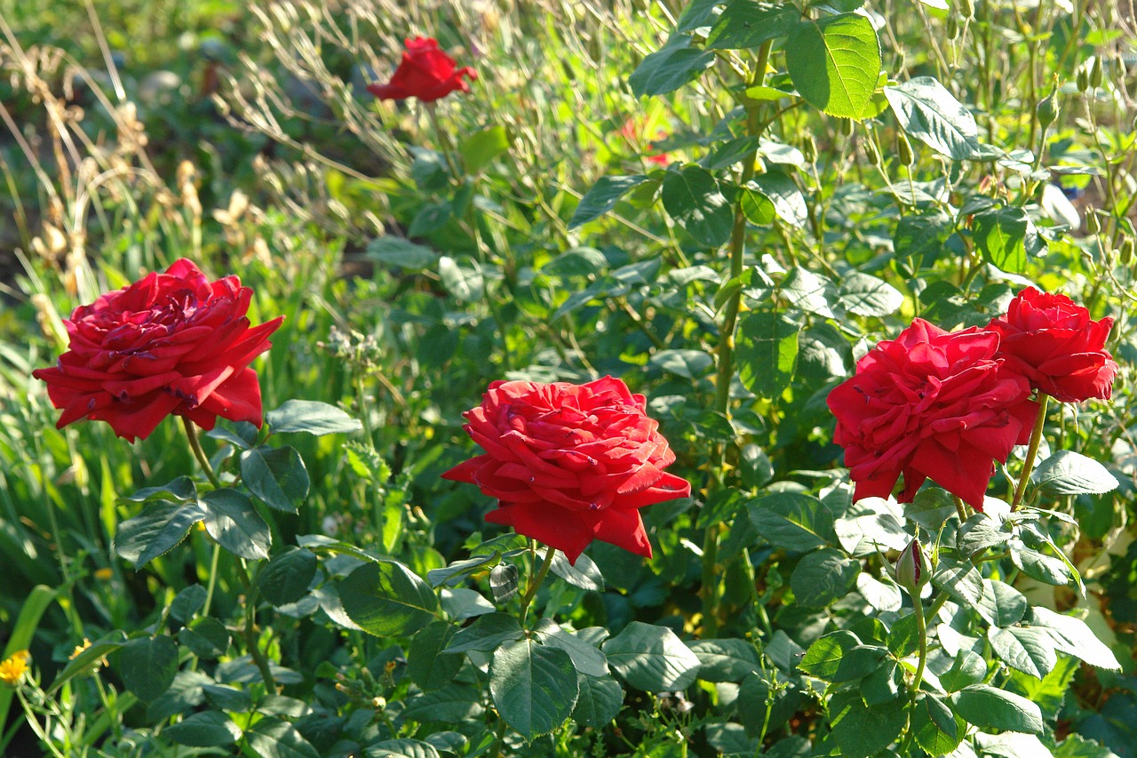 roses red rose summer free photo