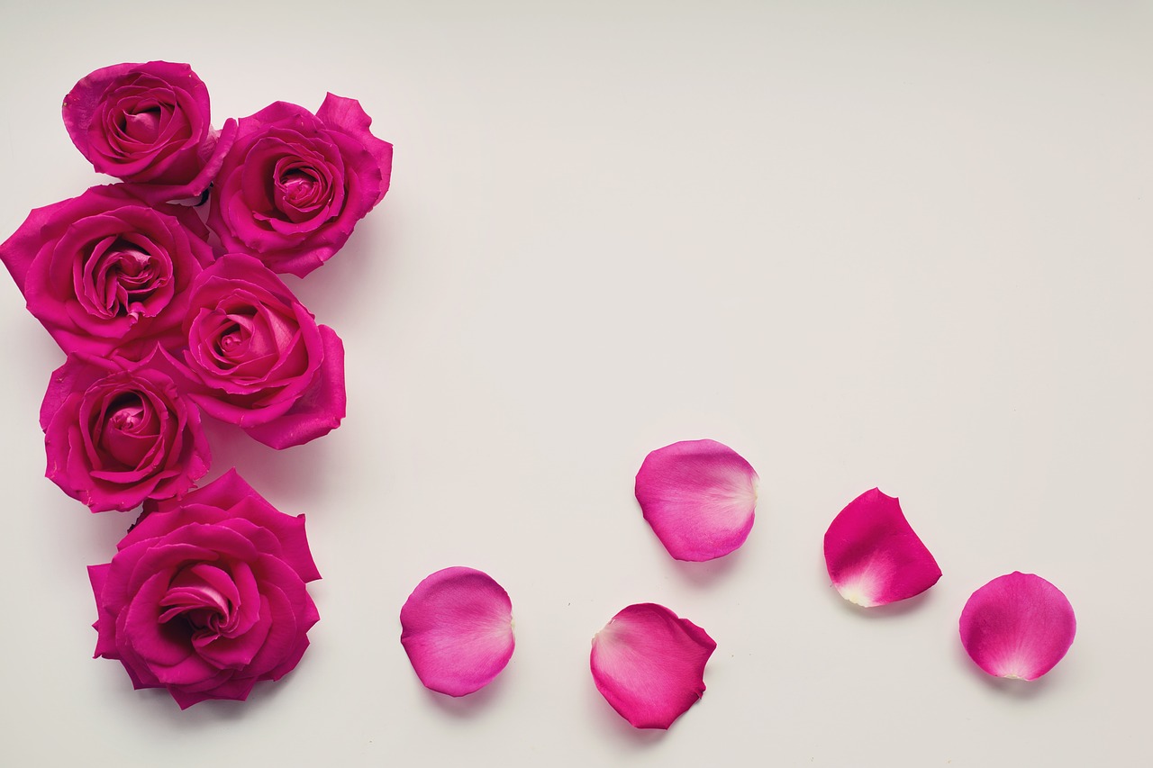 roses petals background free photo