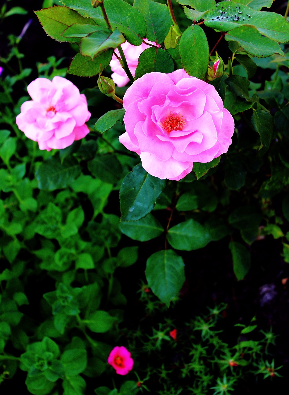 roses garden summer free photo