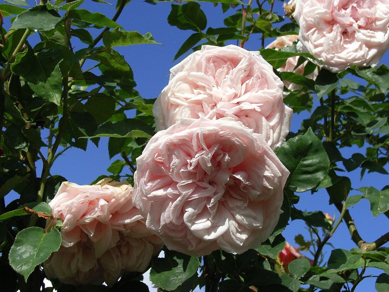 roses pink flowers free photo