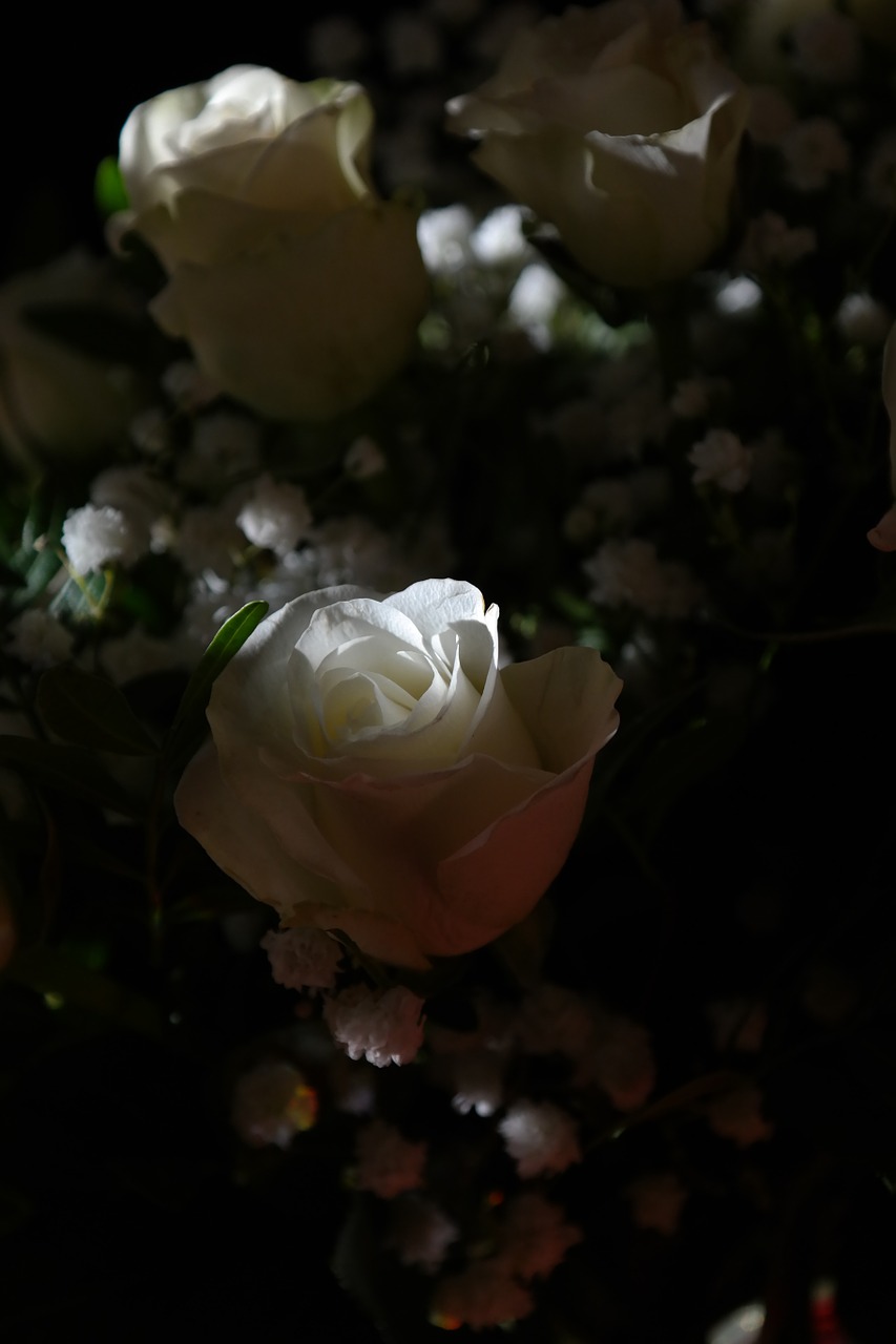 roses white flower free photo