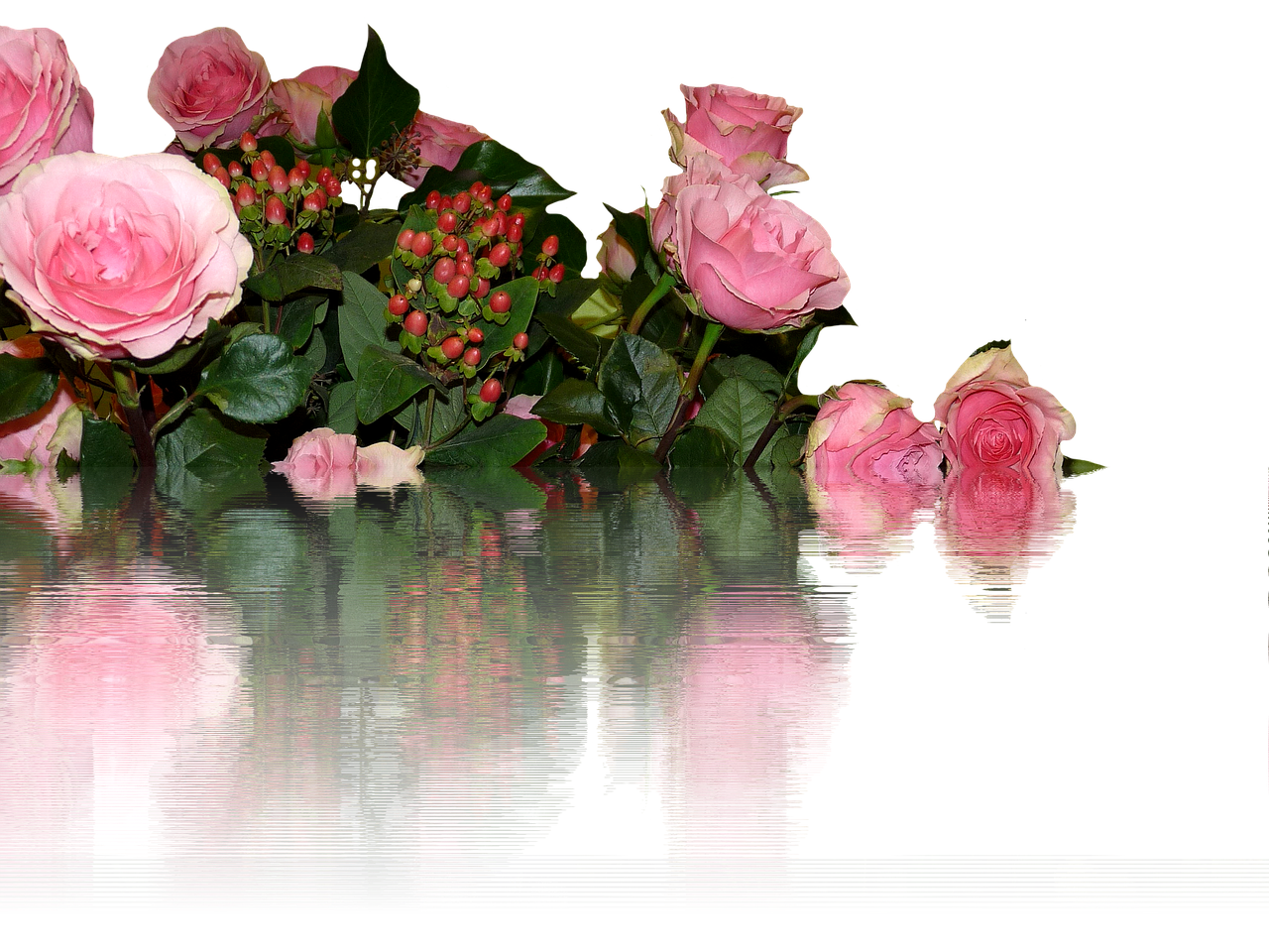 roses isolated flowers free photo