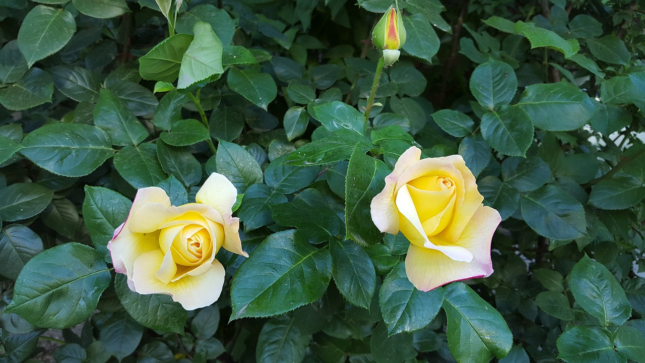 roses yellow spring free photo