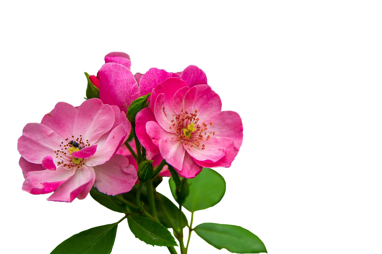 roses flowers pink flowers free photo