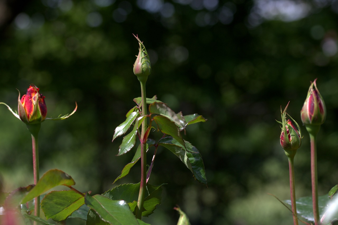 roses buds supplies free photo