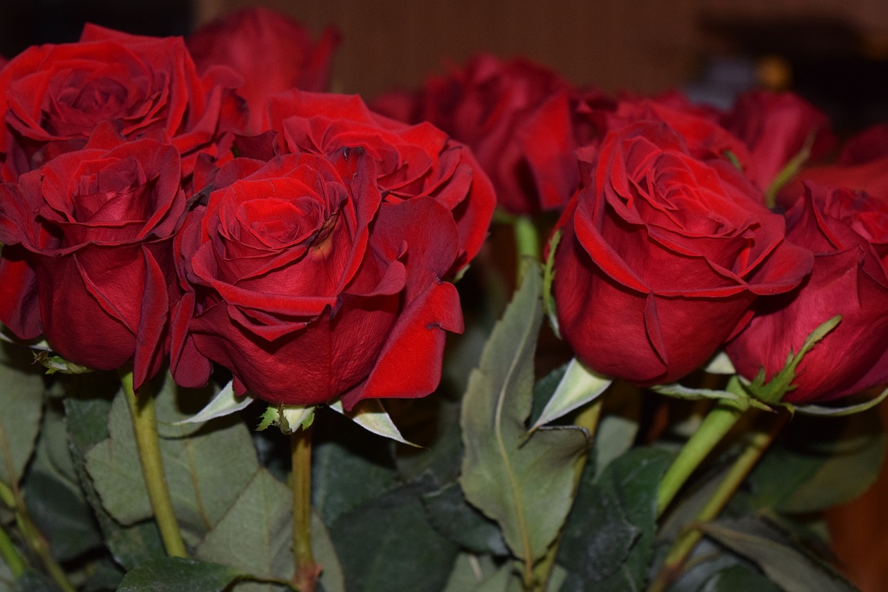 roses red roses valentines free photo