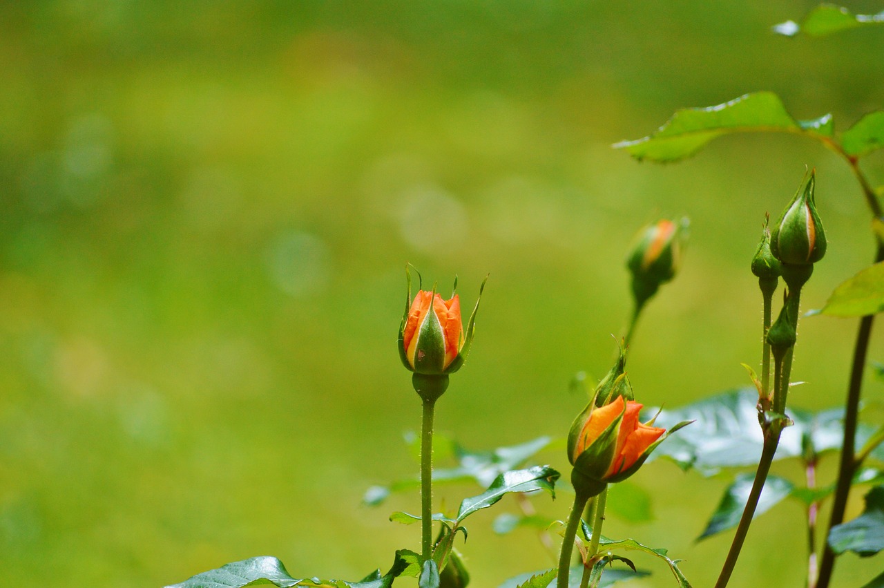 roses flowers bud free photo