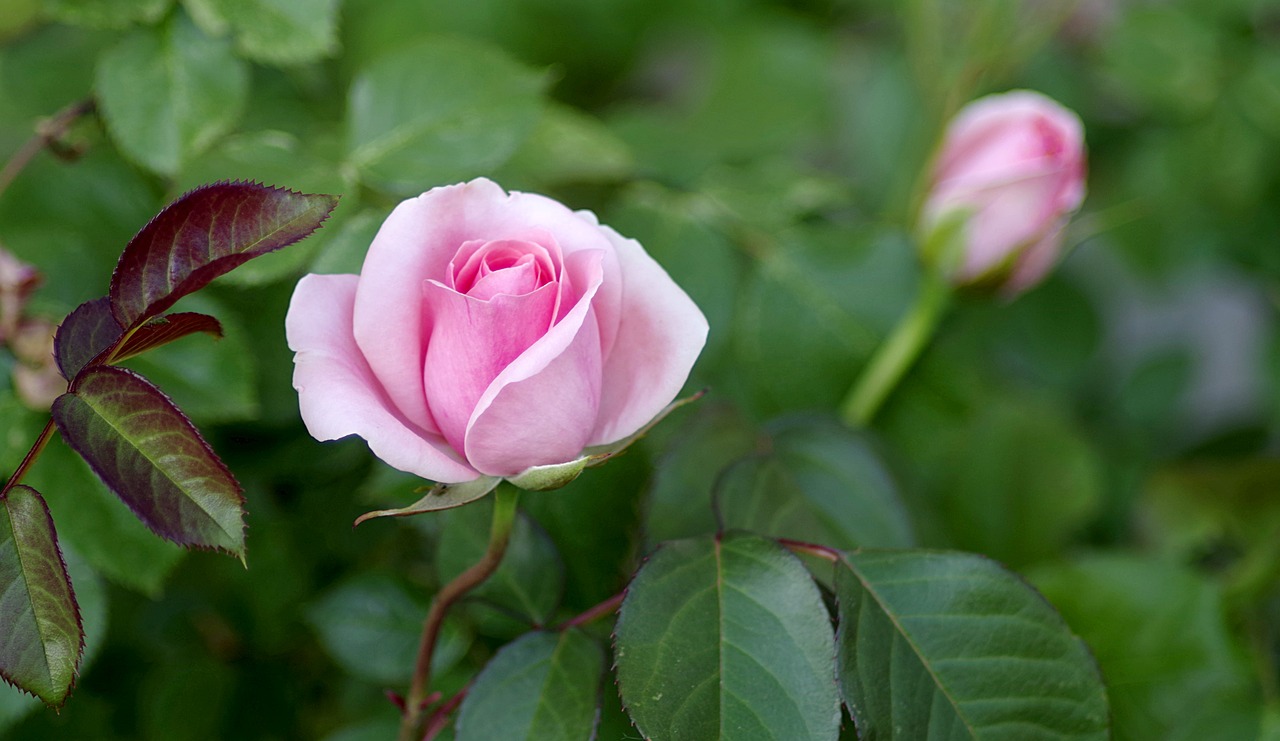 roses bush pink free photo