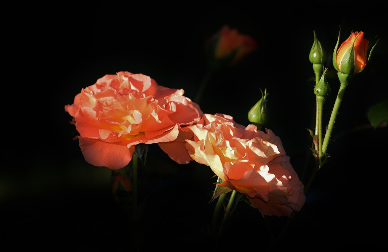 roses flowers bud free photo