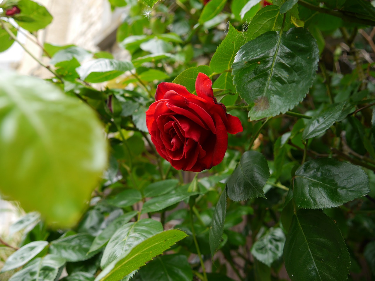 roses flower blossom free photo