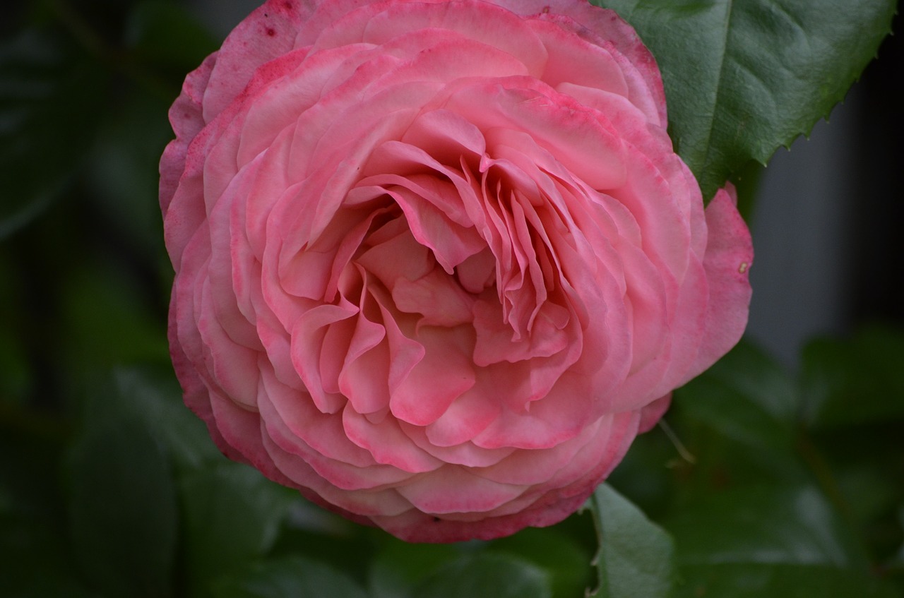 roses pink rose flowers free photo