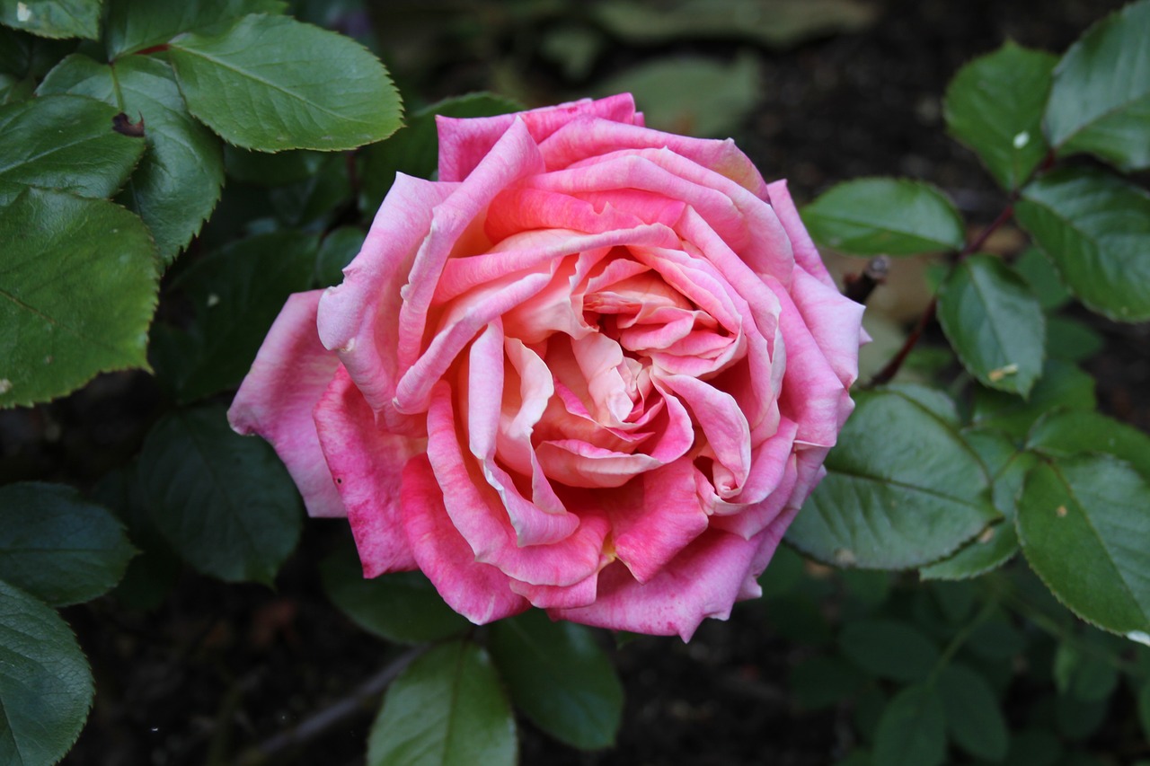 roses flower leaves free photo