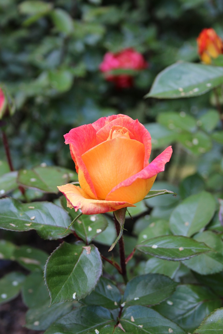 roses flower leaves free photo