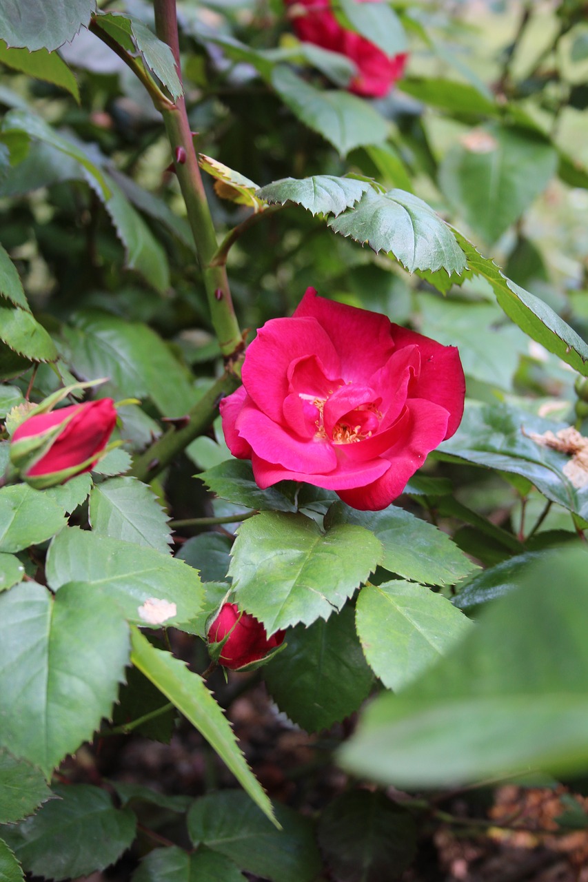 roses flower leaves free photo