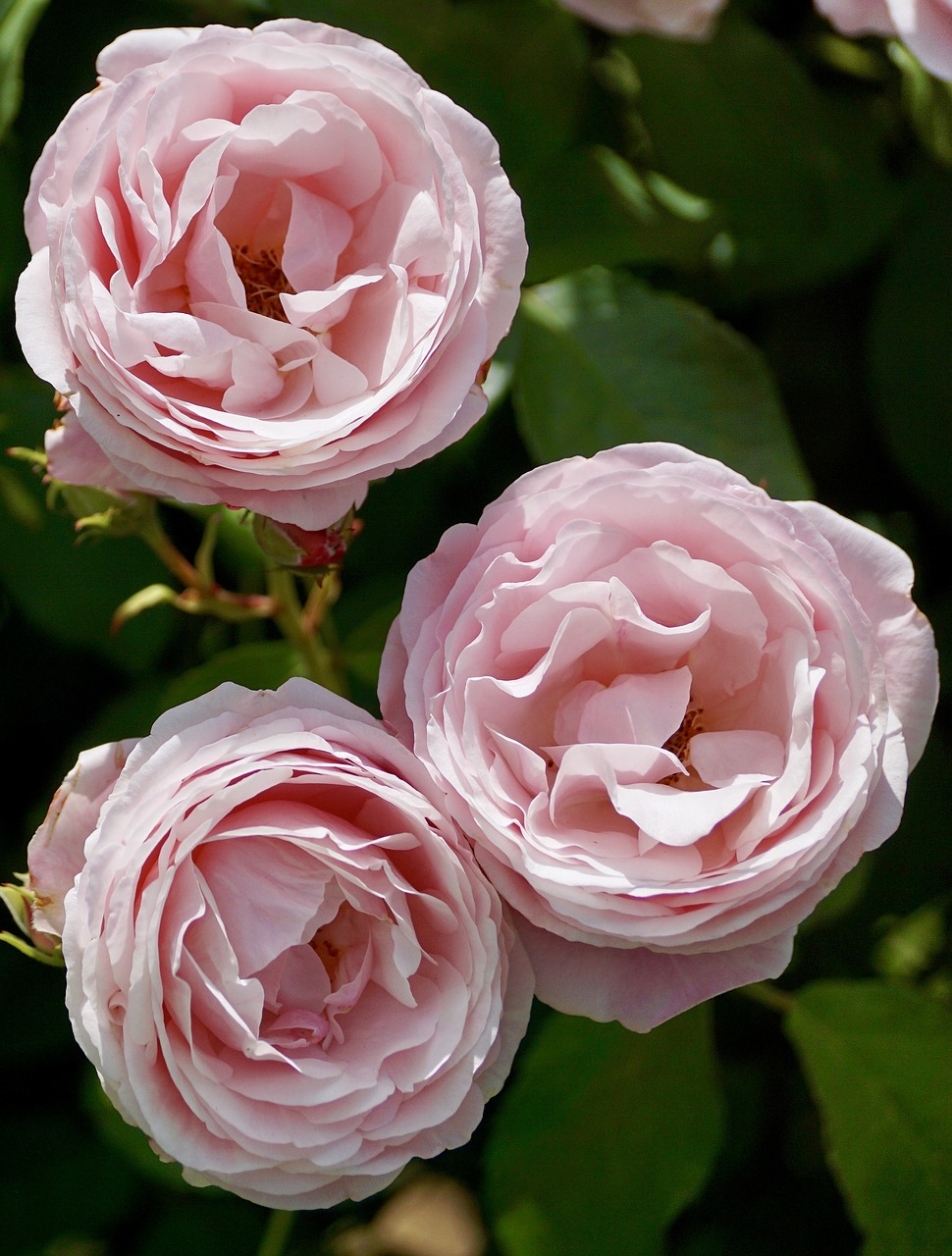 roses pink pink rose free photo