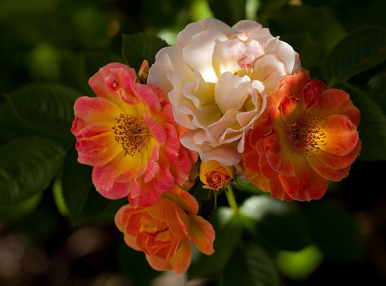 roses plant red free photo