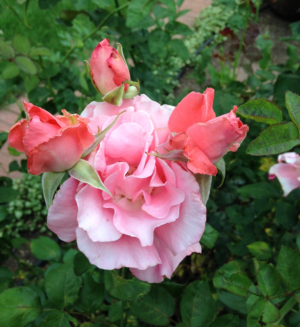 roses garden blooming free photo