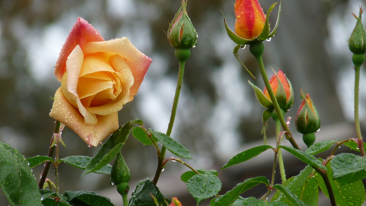 roses in the free photo