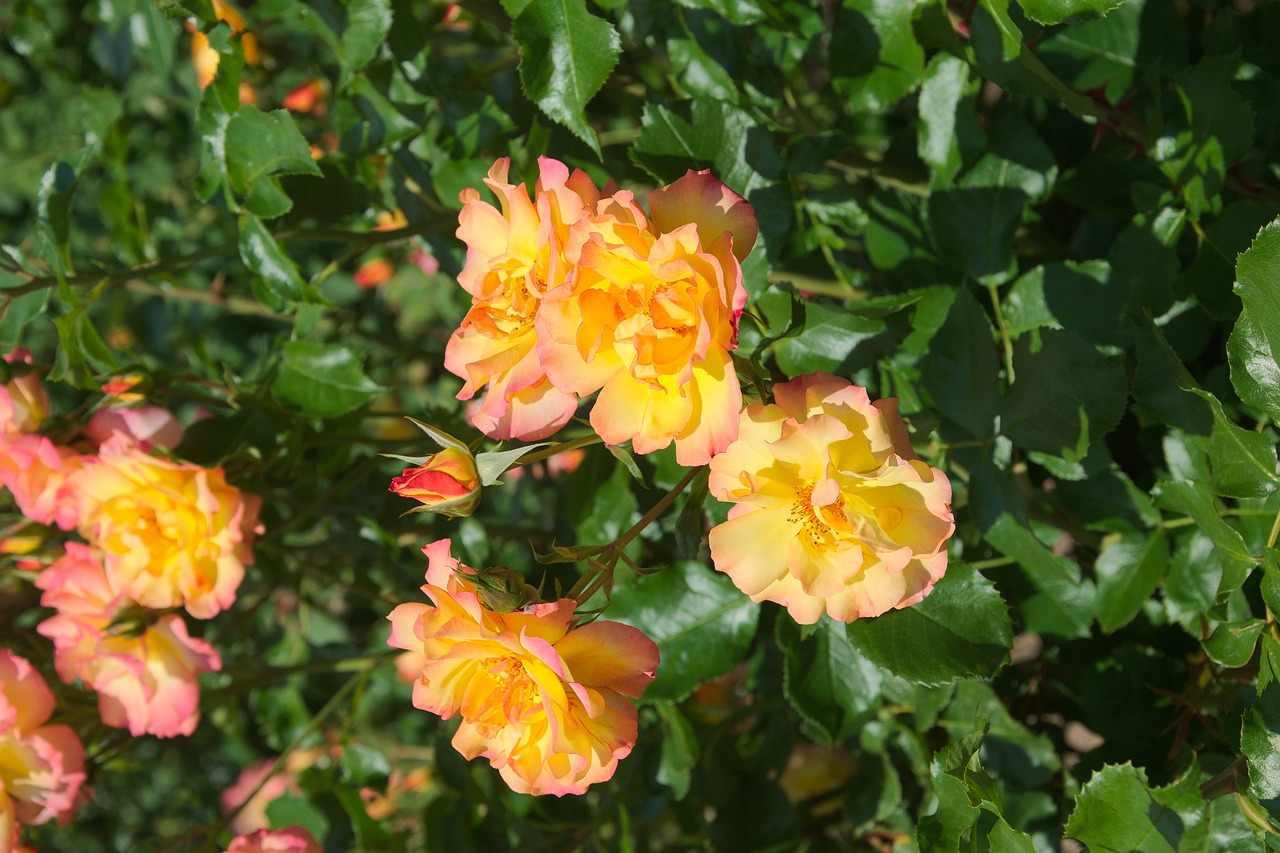 roses yellow orange flowers free photo