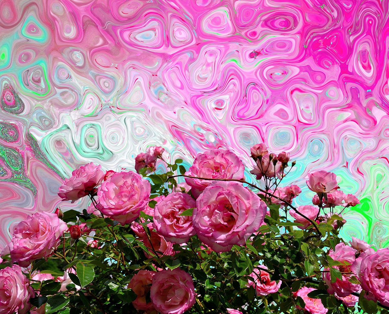 roses love romance free photo