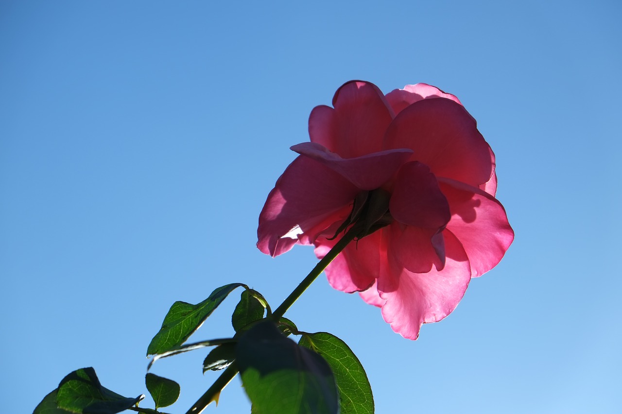 roses red rose blue sky free photo