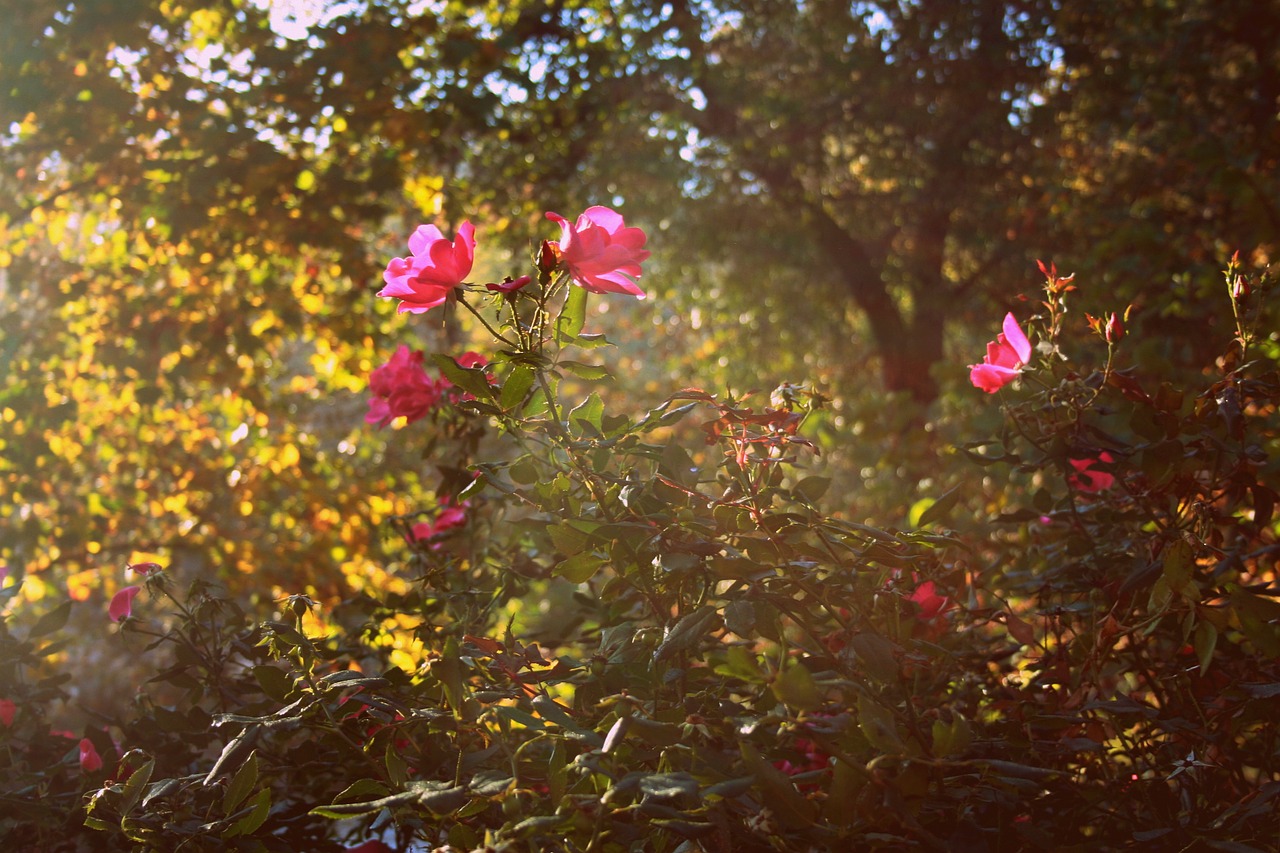 roses flowers wildflowers free photo