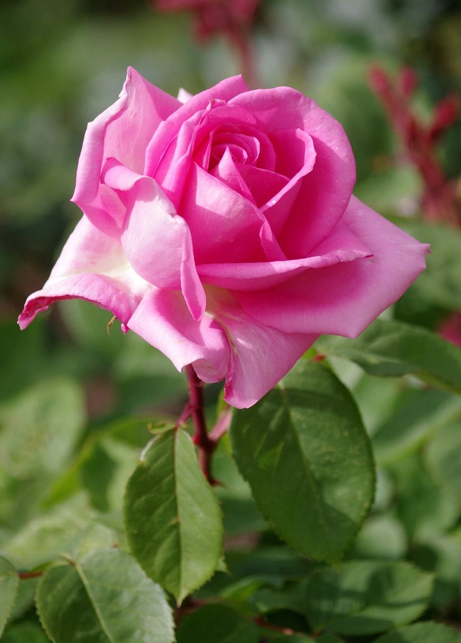 roses flowers color pink free photo