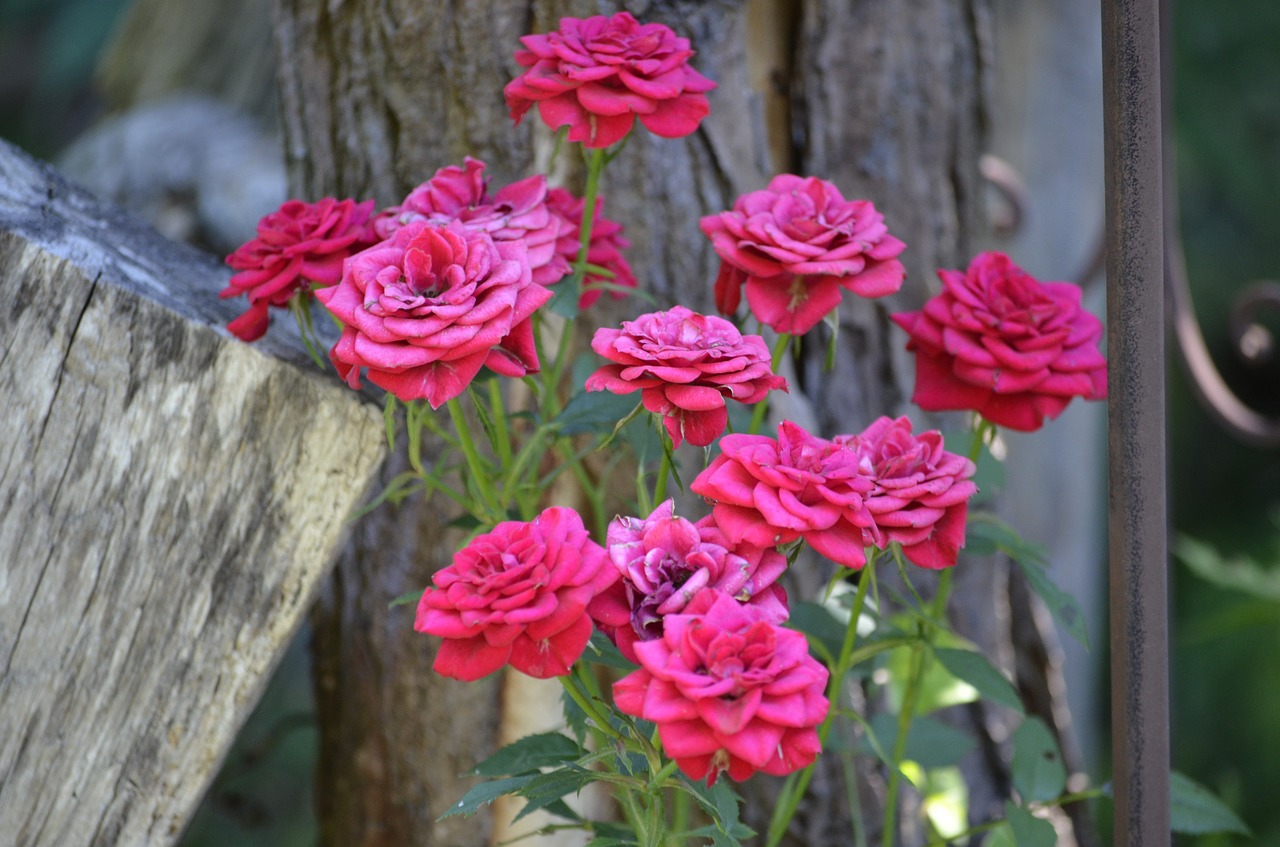 roses wood flower free photo