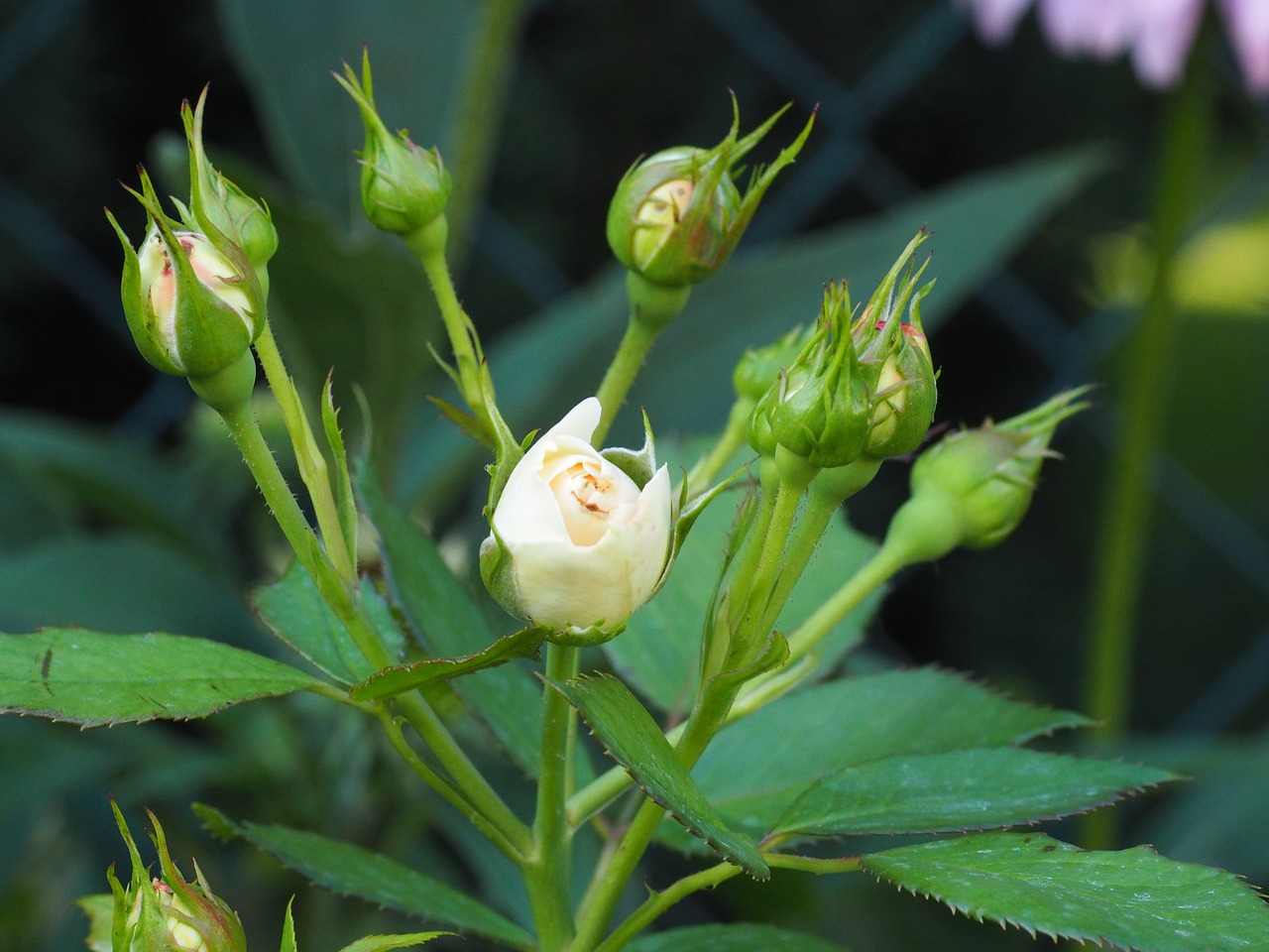 roses garden bud free photo