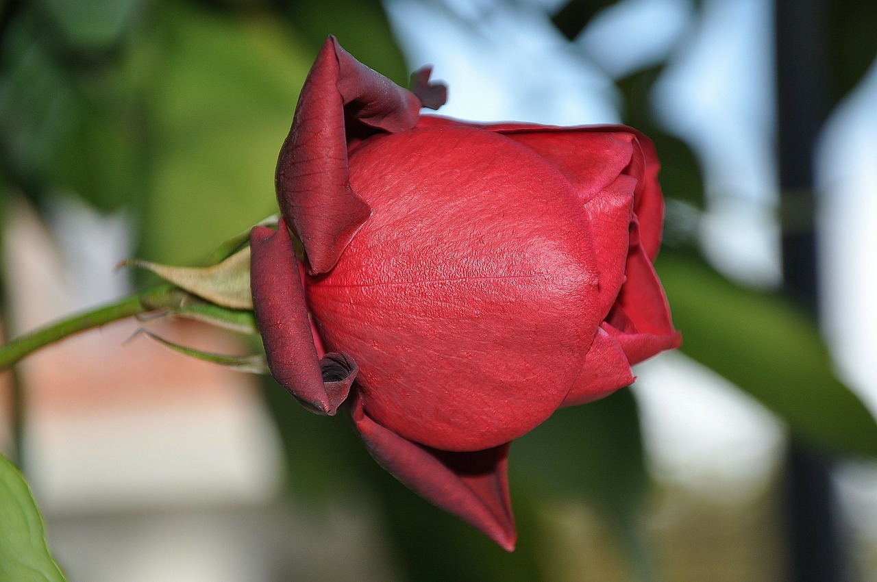 roses red flower free photo