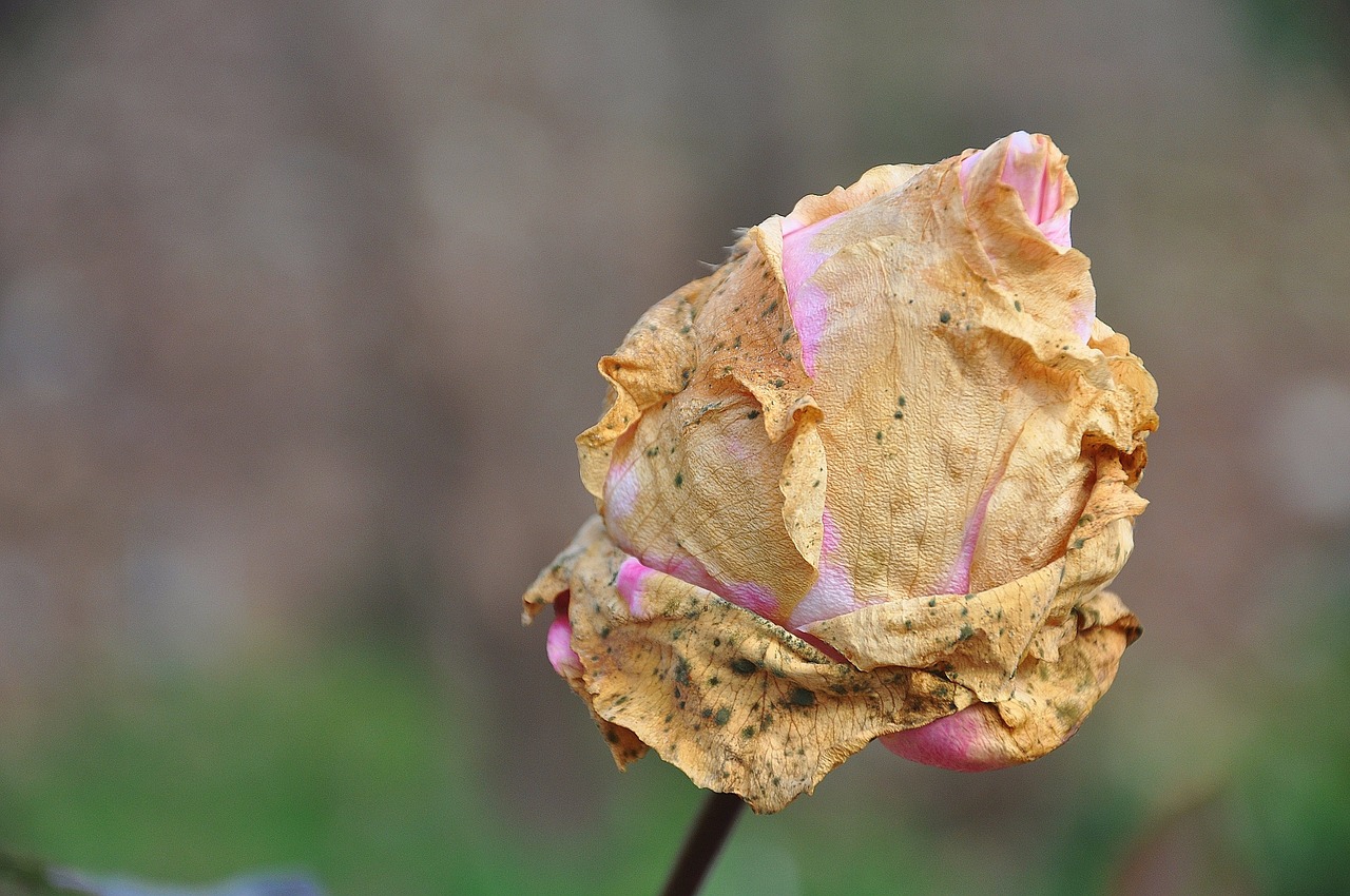 roses flower nature free photo