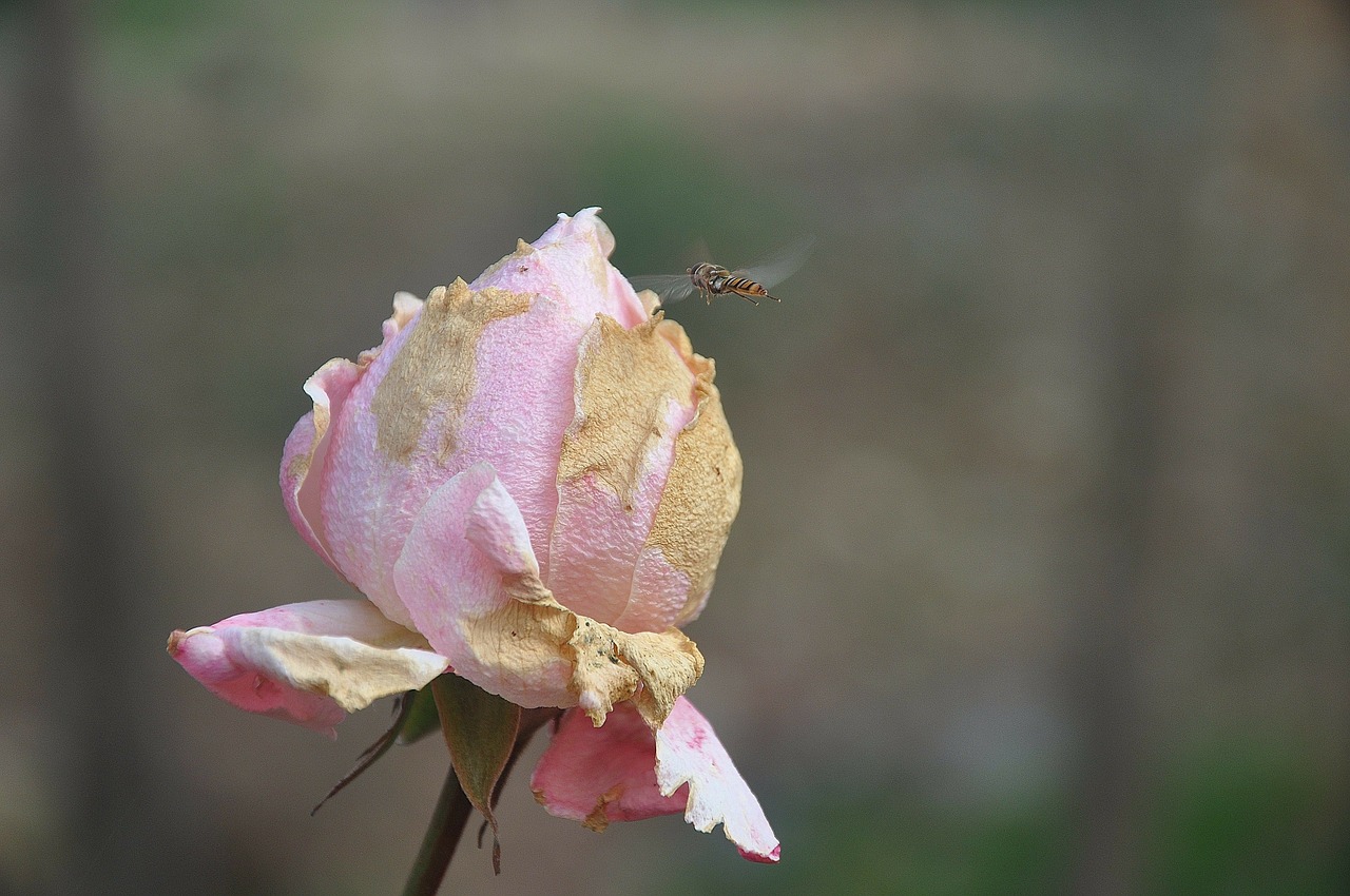 roses flower nature free photo