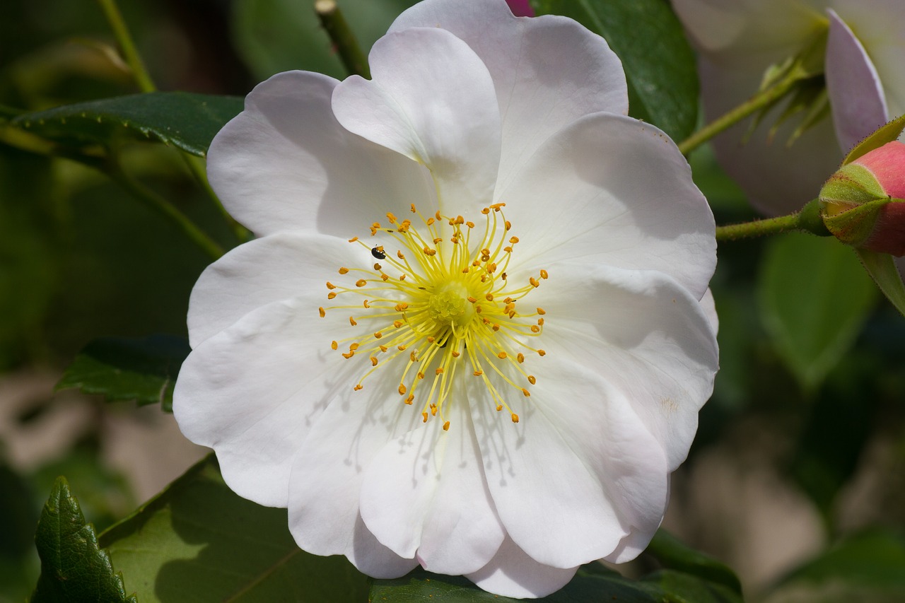 roses white rose white free photo