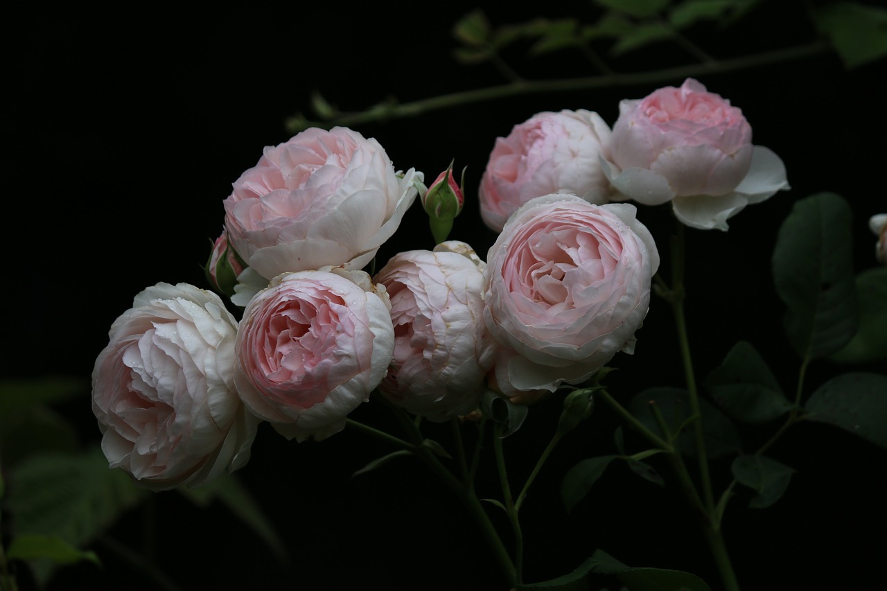 roses rosebush petals free photo