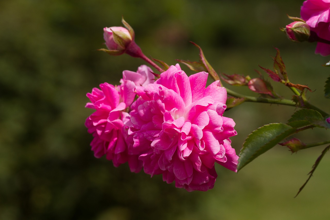 roses pink red roses free photo