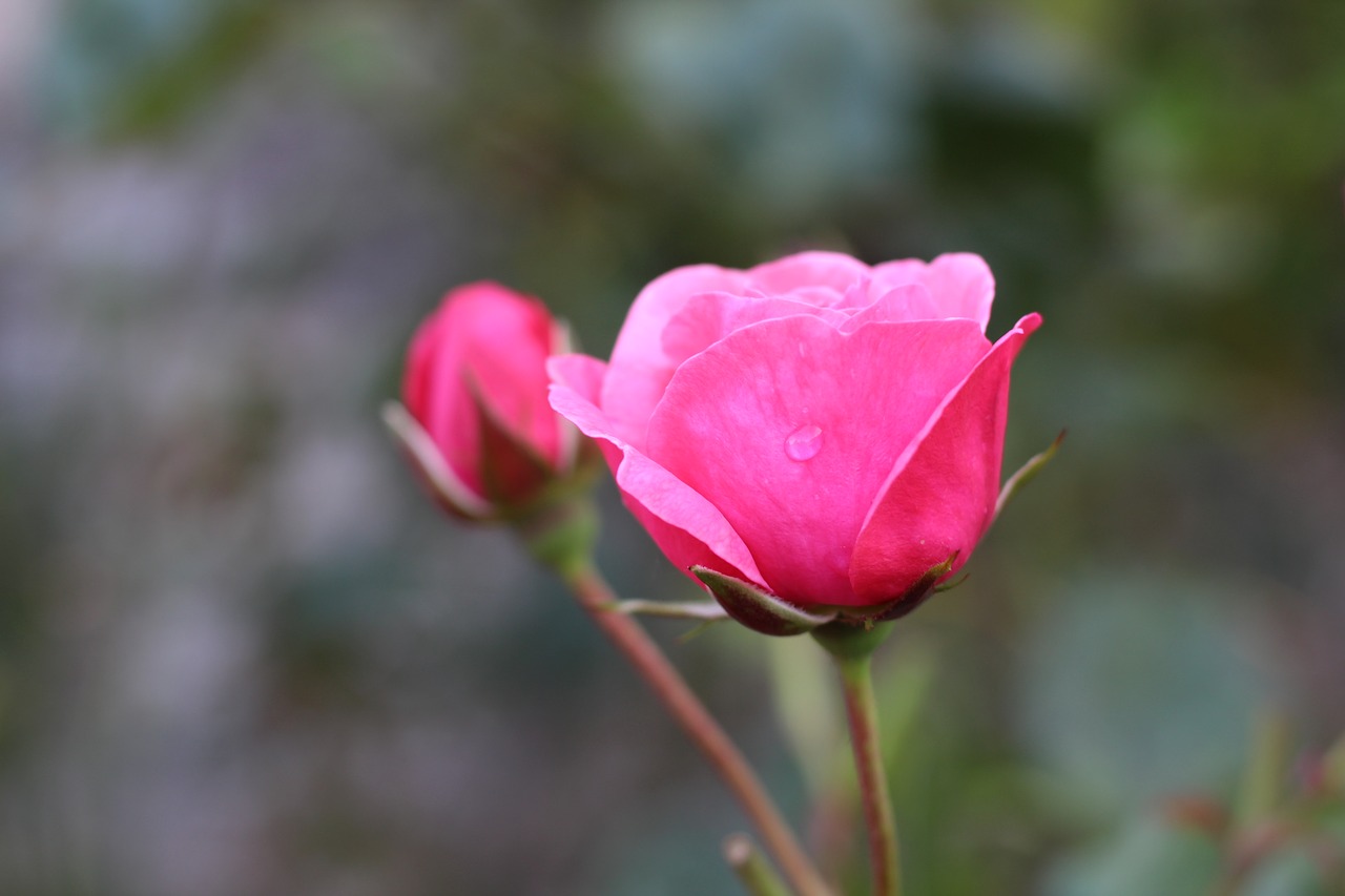 roses bud flower free photo